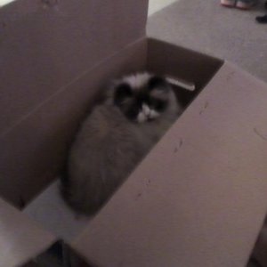 She likes the box too. lol