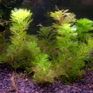 I keep the cambomba trimmed low; under a single 17 watt T8 the leggy stems tend to become brownish.