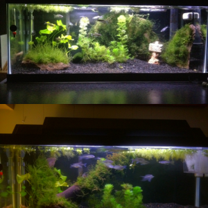 Before and after shot of my latest rescape. Removed rocks and replaced with driftwood. Room on right side was where Emperor 280 was; future area for C