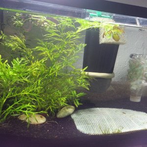 have removed dw and took the java moss from it and placed it between plastic canvas hoping for full coverage