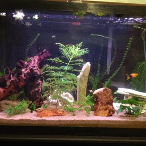 This is the tank as of 12-30-12.   Plants have been doing great except the sword in the back which is being eaten by something...