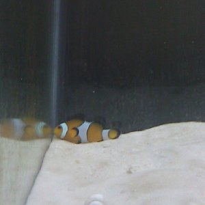 One of my Percula Clownfish