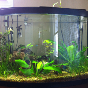 36" Bow Front - Angels, swordtails, zebra danios, neons, Mickey Mouse platys, school of corys, ramshorn and mts