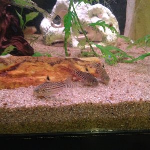 Julii cory's loving the pool filter sand.