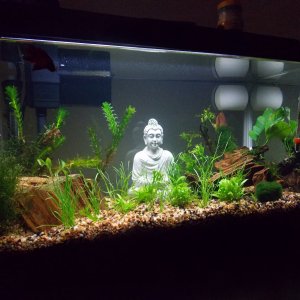 My ever changing Aquascape