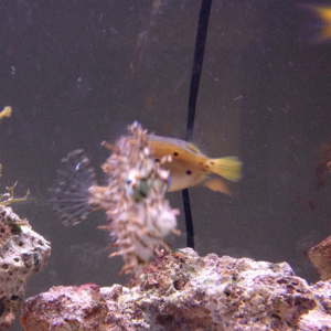 Tasseled filefish and his BFF spotted box fish