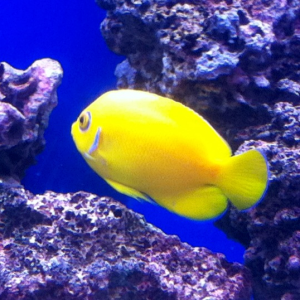 This is "Lemon" my  Lemonpeel Angelfish (Centropyge flavissima) about a year old. She is fearless and owns the tank.