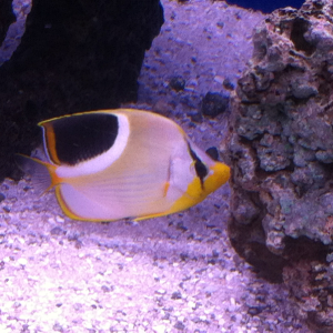 This is my Saddleback Butterflyfish (Chaetodon ephippium). I've had her for 10 months. She mothers the smaller flys and breaks up any spats. She prefe