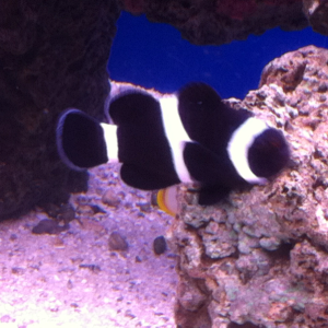 This is "Clownie" (so original), my Black & White Ocellaris Clownfish - Tank-Bred (Amphiprion ocellaris var.). She was my first fish in my 29g tank al
