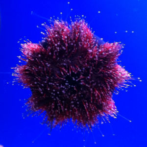 Rare "Naked" Urchin, "Hermie.". He's usually covered with shells, rocks and/or algae.  Red Tuxedo Urchin (Mespilia cf globulus)