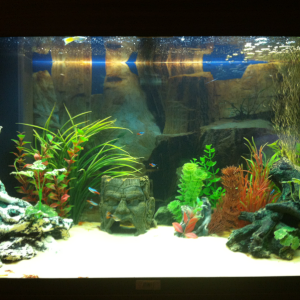 My 110 Litre Tank When I First Set It Up.