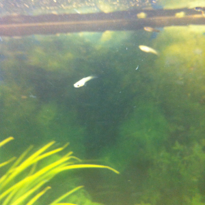 My 2 Day Old Baby Guppies.