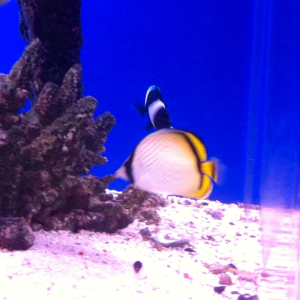 This is "Flit," a Vagabond Butterflyfish (Chaetodon vagabundus). A year old, he is never still so most of his pictures come out as a blur. He was the 