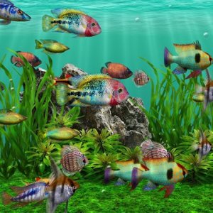 fresh water aquarium dvd