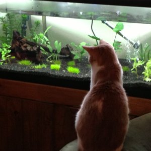 Truman watching fish tv.