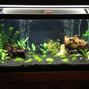 Added/changed plants, and added driftwood to the left with a few rocks.