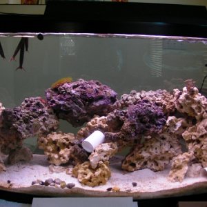 10/2/2009 new rock setup 
2 Amphiprion ocellaris clowns, 1 convict goby
7 hermits, 20+snails, 2 peppermint.
tiny blue xenia, pompom xenia, green star 