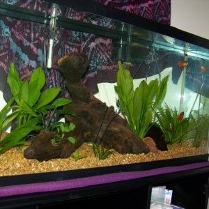 Eager to see more fish in here but happy for the color provided by my little gourami friends.