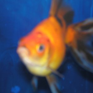 Heres a blurry image of my goldfish i think is what he is. Im not too sure if someone could correct me i would happy :) haha. I haven't named  him yet