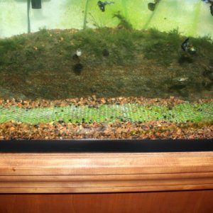 Here is the Riccia now placed in the bottom of the aquarium.