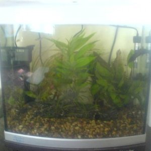 This the Fry tank or quarentine tank