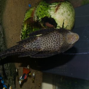 my 7 inch pleco type unknown to me