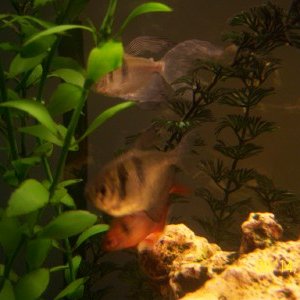 Another Sephae Tetra