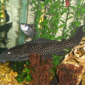 A Pleco about 12 inches long.