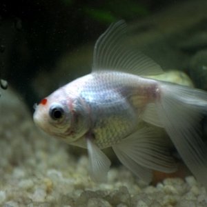 Tina, my first fish. Naturally she faced the worst of my inexperience and I owe her a lot for that. She lived for 2 years