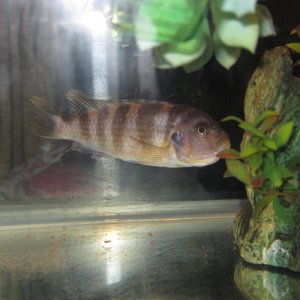 what is this cichlid please