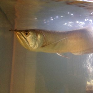 Old photo I found. Sad to say my arowana is no longer with us. I was not home and something spooked him and made him jump. He hit the lid with such fo