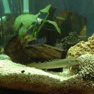 The bichir (hope I spelled that right), plant in driftwood and makeshift sump setup.