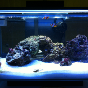 One month mark. First day with fish and anemone.