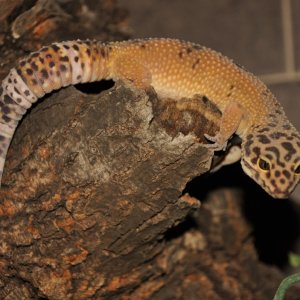 My Leopard Gecko
