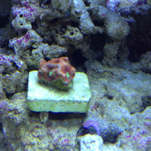 War Coral Favia