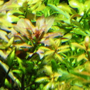 Ludwigia peruensis aka Ludwigia glandulosa in the middle just beginning to change leaves and color from it's emmersed form to it's immersed form.   Th