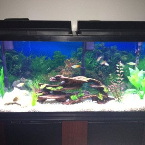 Front Shot of the Tank