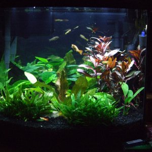 16g bowfront, marineland plant friendly LED light, aquaclear 20 HOB filter, 9v UV Sterilizer, flora-max and black gravel substrate. Fauna- Tequila Sun