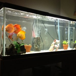 Discus in a 55 gallons tank