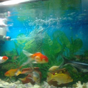 My tropical fish tank
