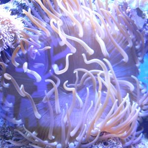 Long tentacle anemone 3/13/13