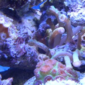 Snake polyps, favia, acans, and peppermint shrimp (3/13/13)