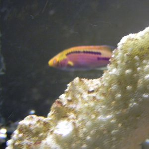 Labout's (?) wrasse