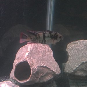 My paralabidochromis chromogynos .. pictures dont do him justice