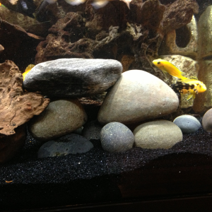 New small rock scape on sand bed 3/16/13