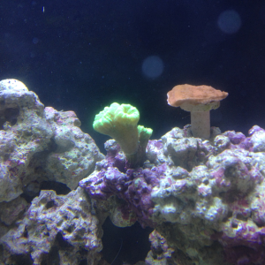 Candy Cane and Montipora