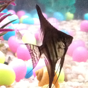 My pretty new angelfish. Pet store said Black Ghost Angelfish, but I'm still determining what it is.