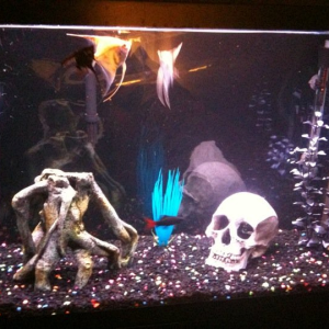 My favorite tank back in the day.. 29gal Angelfish tank. Seattle 2009