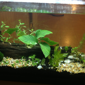 No fish yet, testing out so e plants