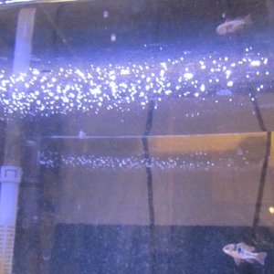 This is a close-up of the film and bubbles covering the water's surface. You can also see the spots of white growth on the sides of the tank. The Ram 